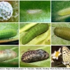 lycaena tityrus stages